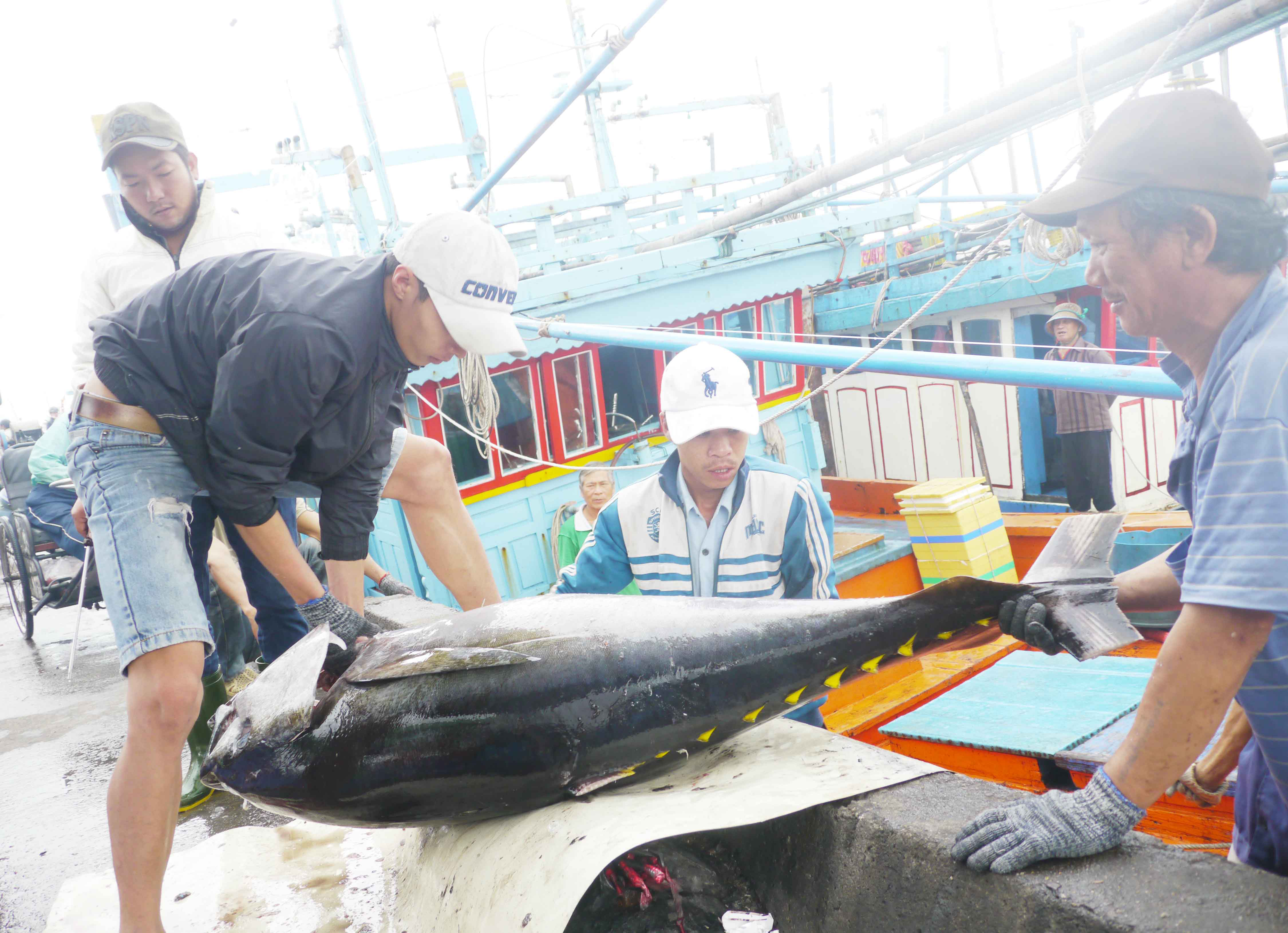 Cá ngừ đại dương được vận chuyển lên bờ để bán cho thương lái