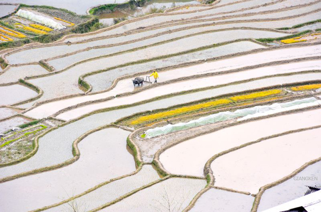 Những cơn mưa đầu mùa sau Tết đã mang đến nguồn nước dồi dào cho ruộng bậc thang, mặt ruộng ngập nước, những bờ ruộng càng nổi bật tạo nên những nét vẽ tự nhiên ấn tượng