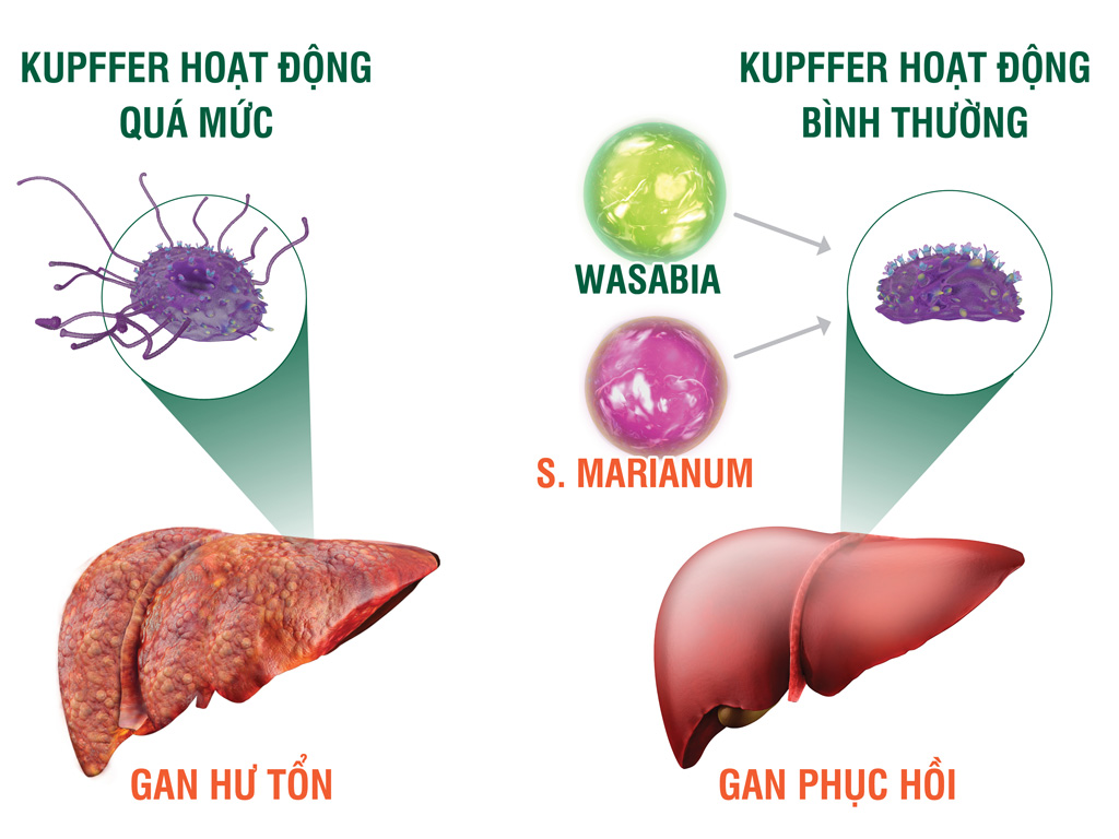 Tinh chất Wasabia và S.Marianum (có trong HEWEL) giúp kiểm soát hoạt động tế bào Kupffer, chủ động ngăn chặn tế bào gan hư hoại, cải thiện hiệu quả tình trạng men gan tăng