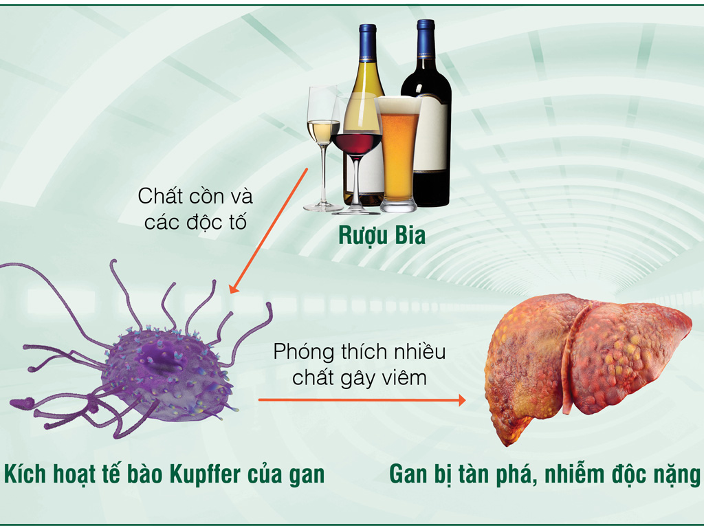 Chất cồn và các độc tố từ bia rượu kích hoạt tế bào Kupffer của gan, khiến gan bị nhiễm độc, sinh bệnh. Do đó, kiểm soát tế bào Kupffer là mục tiêu quan trọng giúp bảo vệ gan trước bia rượu của y học hiện đại