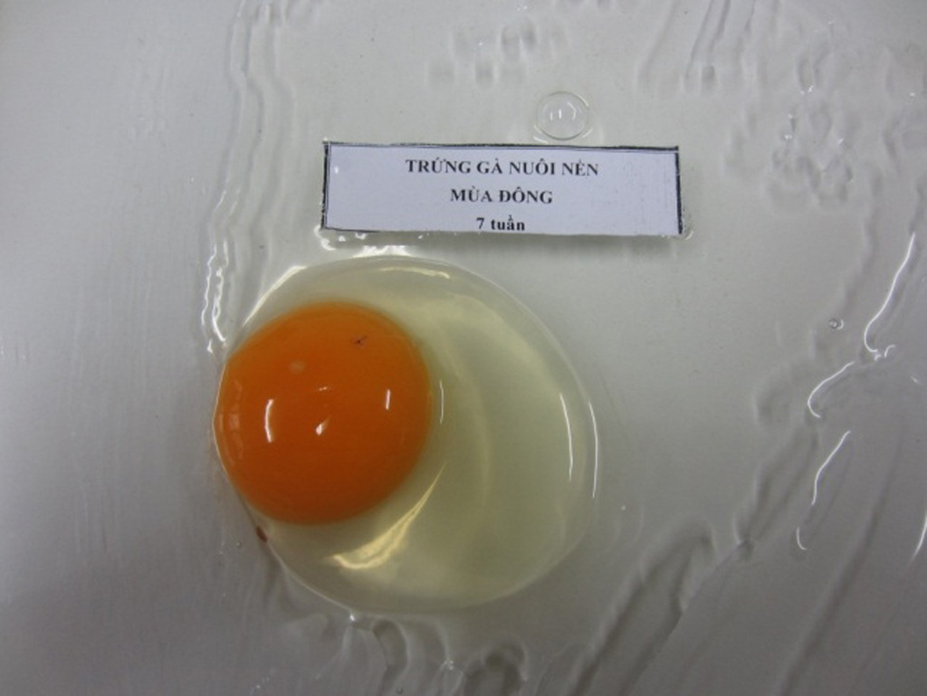Trứng gà bảo quản 49 ngày bằng dầu paraffin - Ảnh do tiến sĩ Trần Thị Mai Phương cung cấp