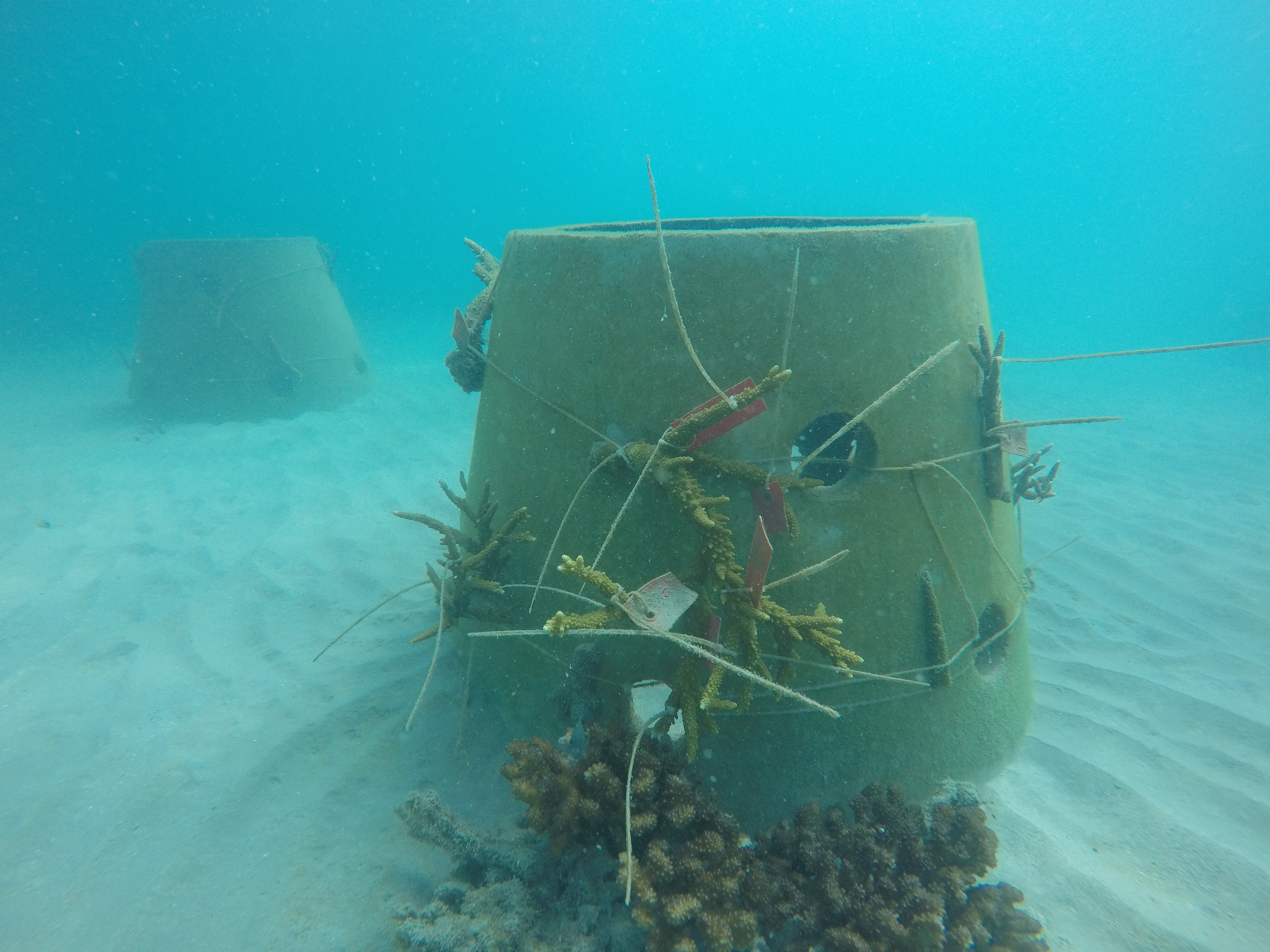 Sau hơn 3 tháng cấy ghép, đến nay tỷ lệ san hô đã phục hồi hơn 95%, san hô nhú mầm 2 - 3 cm