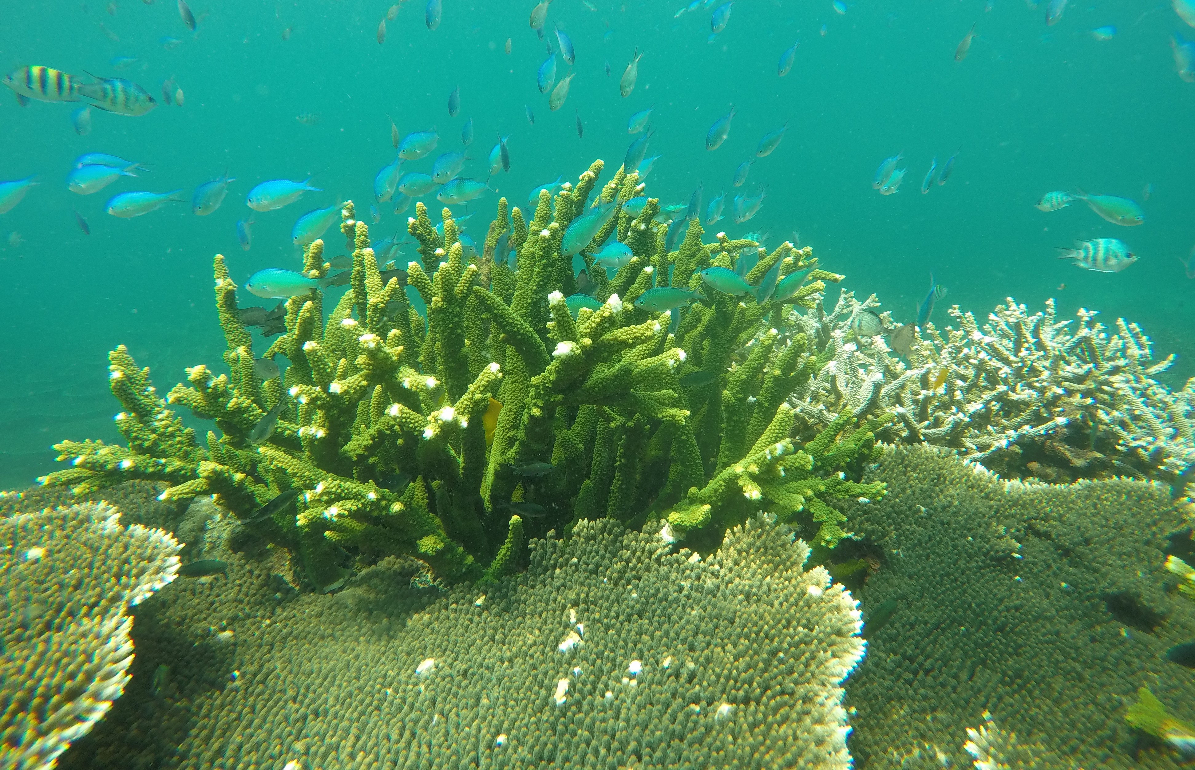 Côn Đảo là vùng biển có hệ sinh thái san hô với diện tích lớn, đẹp và đa dạng nhưng san hô ở đây đang có dấu hiệu mai một 