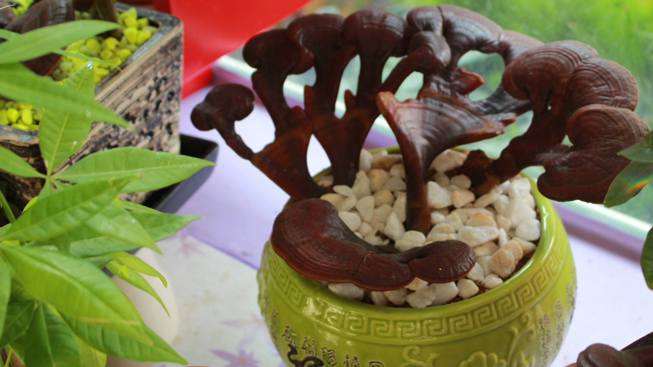 Cần tới nửa năm để có một chậu nấm linh chi bonsai hoàn thiện - Ảnh: Vũ Phượng