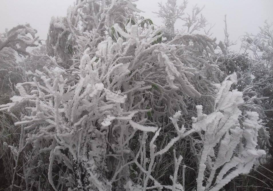 Tuyết phủ kín mọi cành cây - Ảnh: CTV