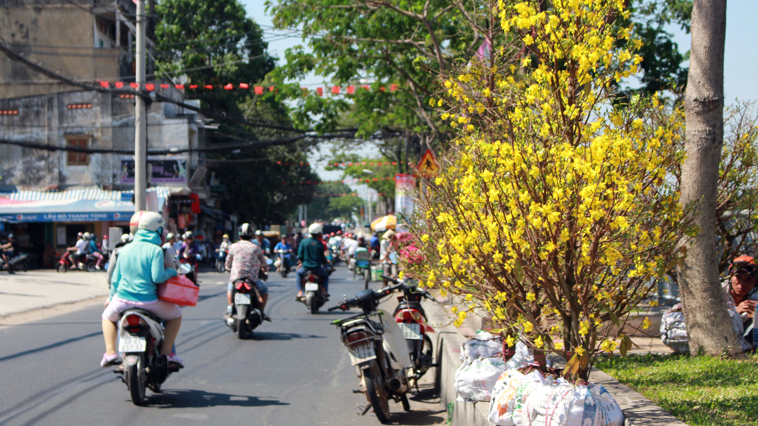 Những cây mai nở sớm được chào bán với giá rẻ hơn