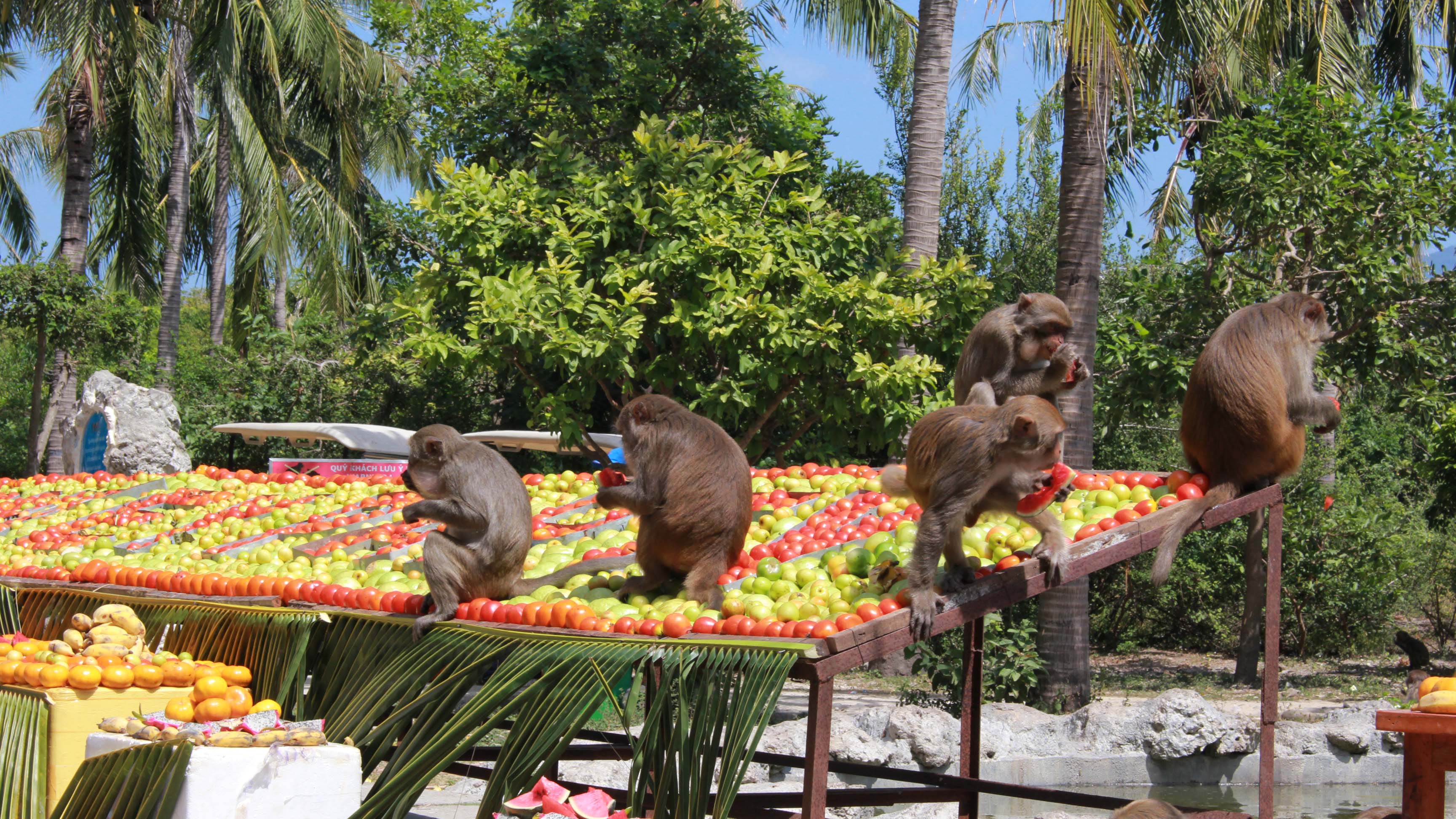 Nhiều chú khỉ được thưởng thức no nê trong buổi đại tiệc - Ảnh: Vũ Phượng