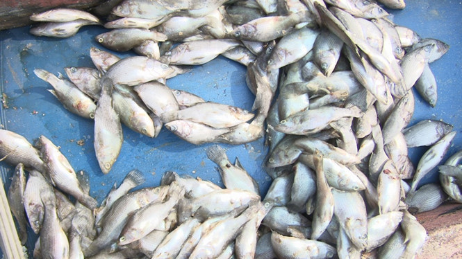 Cá nuôi chết hàng loạt tại Vũng Áng (Hà Tĩnh)