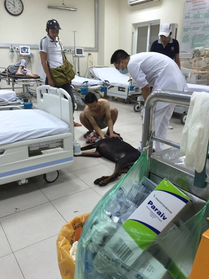Chú chó doberman khi cấp cứu tại bệnh viện
