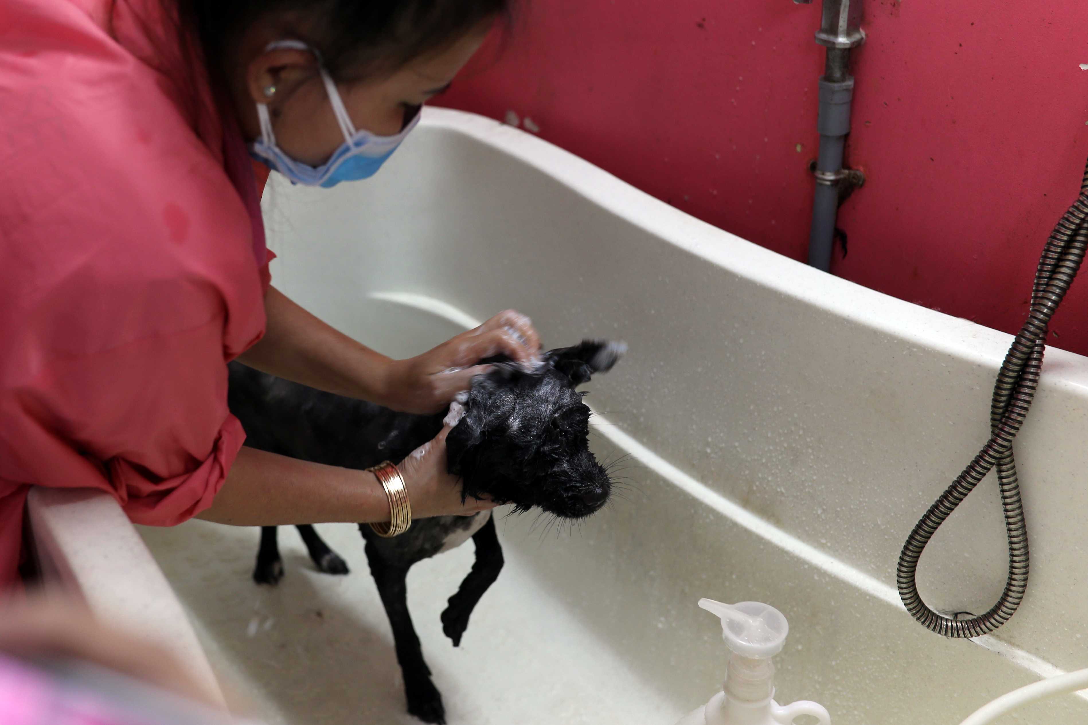 Sau khi cạo lông, bé được tắm bằng sữa tắm đặc biệt dành riêng cho chó. Nhân viên cho biết tắm cho chó cũng cần có kỹ năng, xoa từ đầu xuống và khi tắm phải vừa trò chuyện, vừa massage để các bé được thư giãn, thoải mái. Đặc biệt mỗi nhân viên phải biết cách tắm để các bé không bị hôi