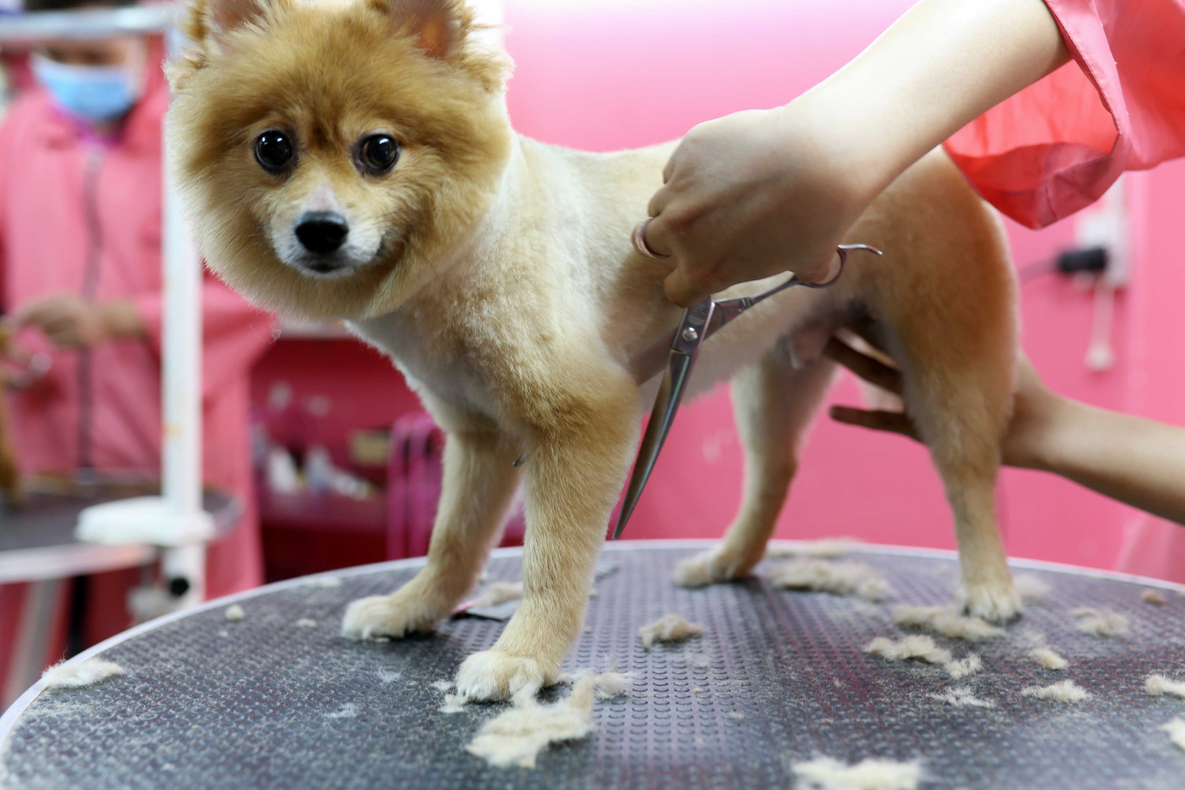 Việc đứng yên để nhân viên cắt tỉa lông làm đẹp với các em chó cưng chỉ là "chuyện nhỏ"