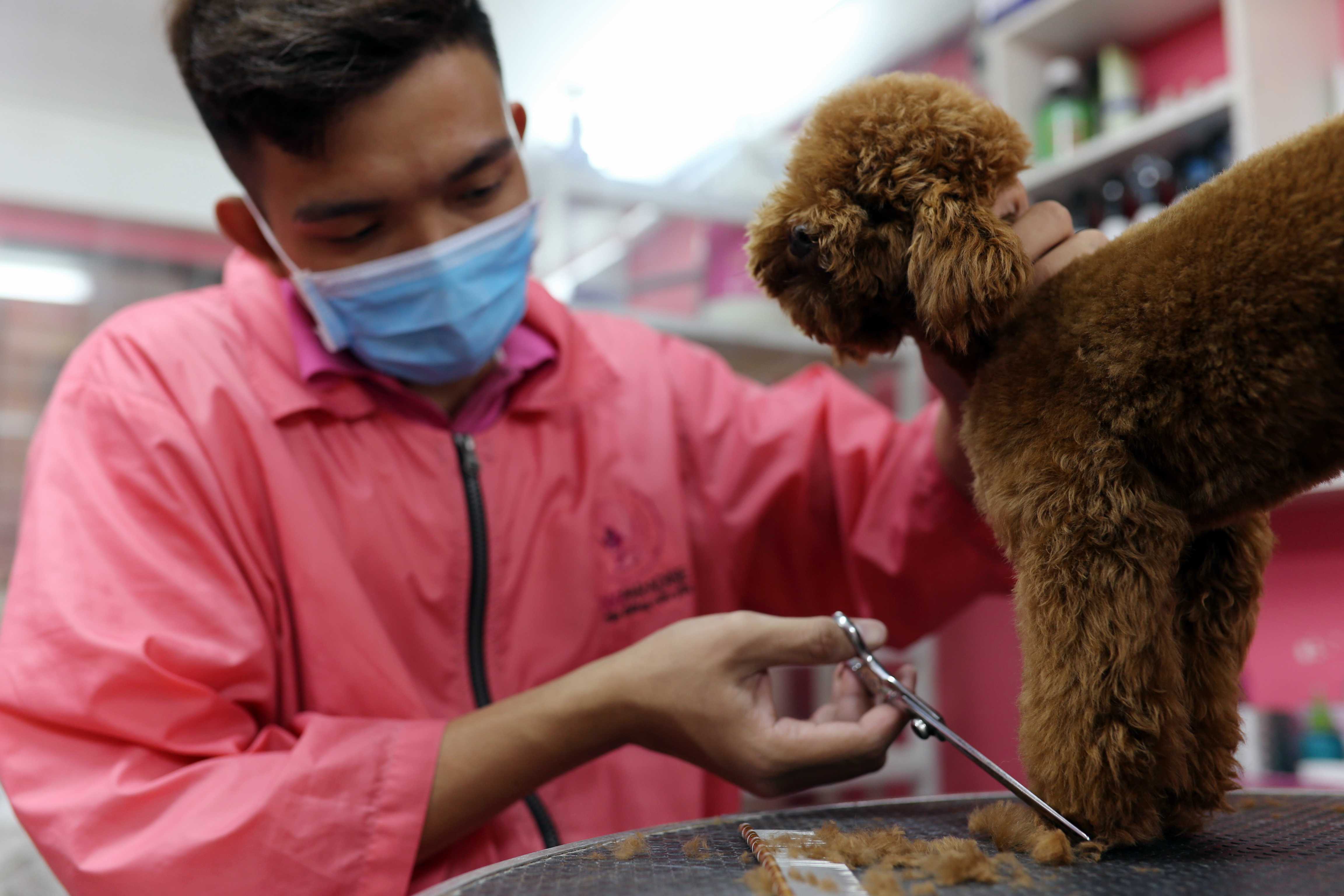 Giống poodle được nhiều người Sài Gòn ưa chuộng vì nhỏ bé, lông đẹp lại rất quấn chủ