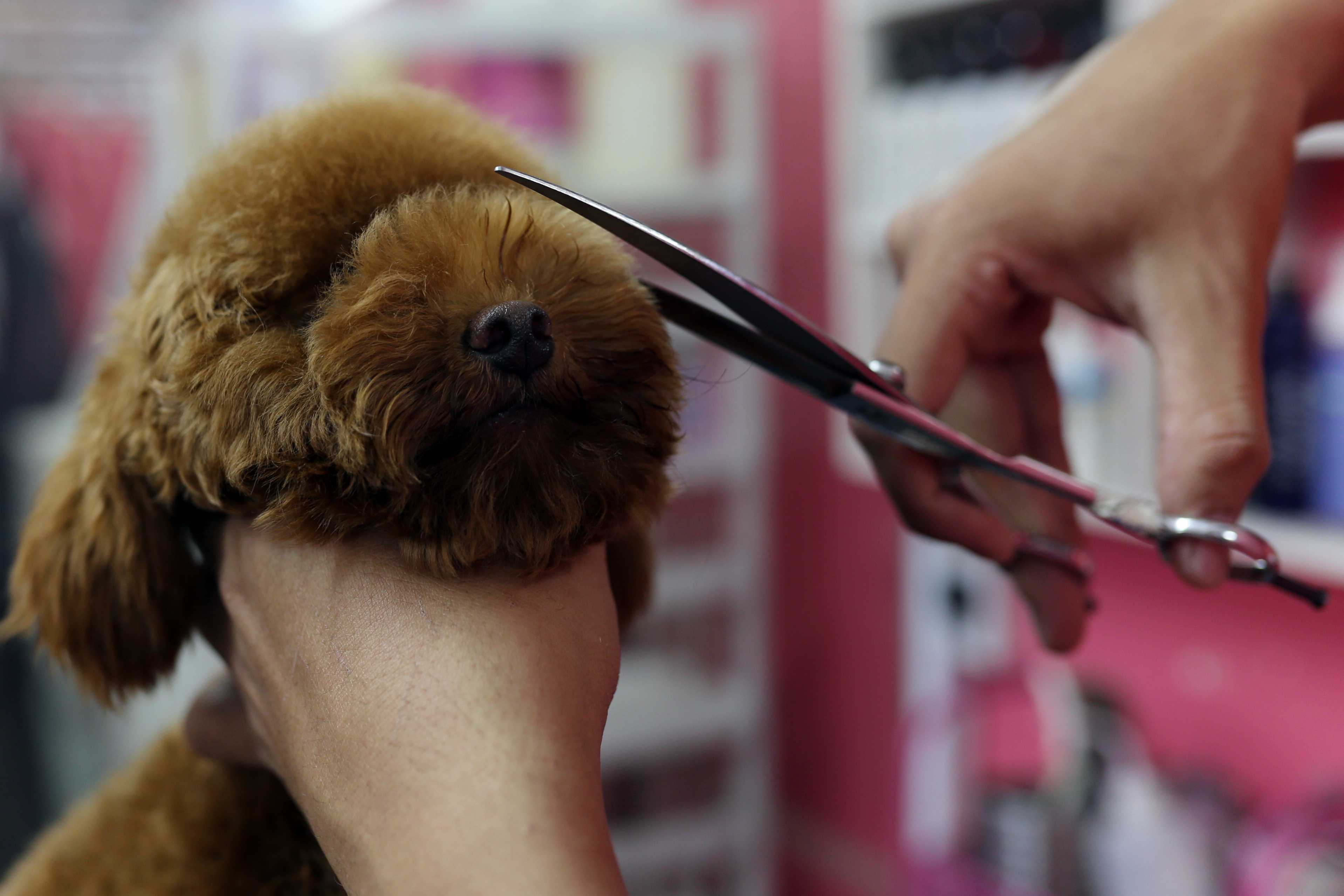 Một em poodle đang tạo kiểu lông mép để trông thật "cool"