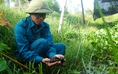 Thu nhập vài trăm triệu đồng mỗi năm nhờ nuôi ốc bươu đen