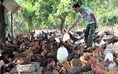 Việt Nam sẽ có 3.000 vùng chăn nuôi an toàn dịch bệnh, an toàn thực phẩm