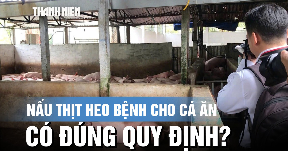 Vụ Công ty C.P bị tố bán thịt heo bẩn: Chuyển mục đích cho cá ăn có đúng quy định?