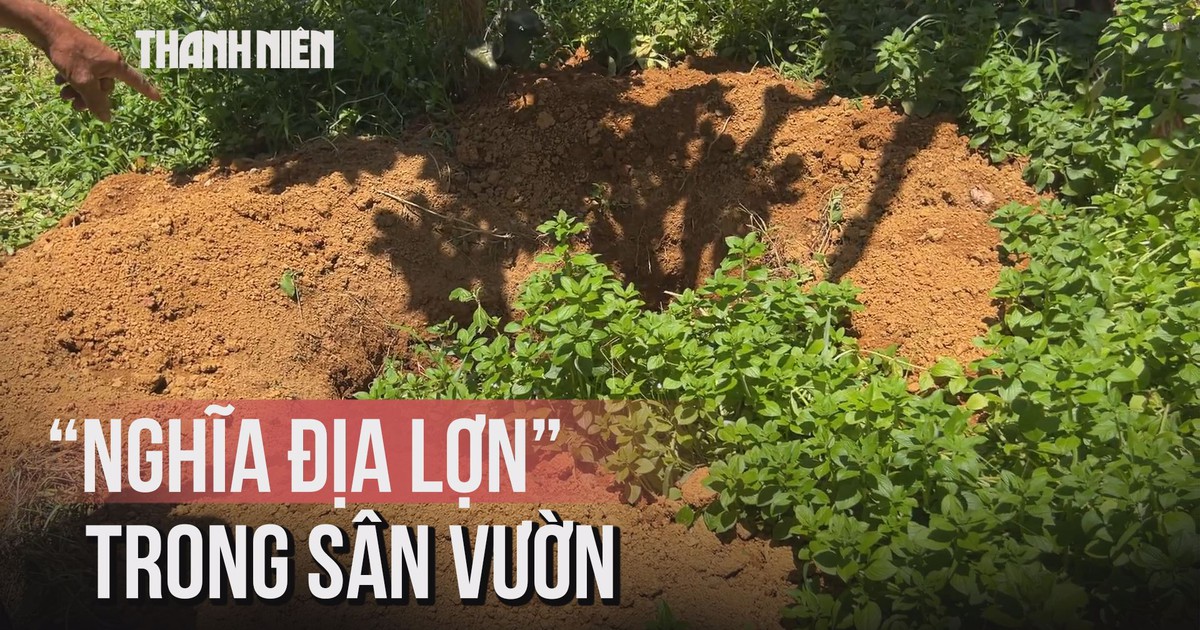 Lợn chết hàng loạt ở Huế, người dân đào sẵn ‘nghĩa địa’ sau vườn