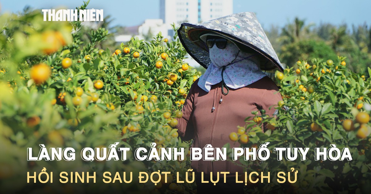 Làng quất cảnh bên phố Tuy Hòa: Hồi sinh sau đợt lũ lụt lịch sử