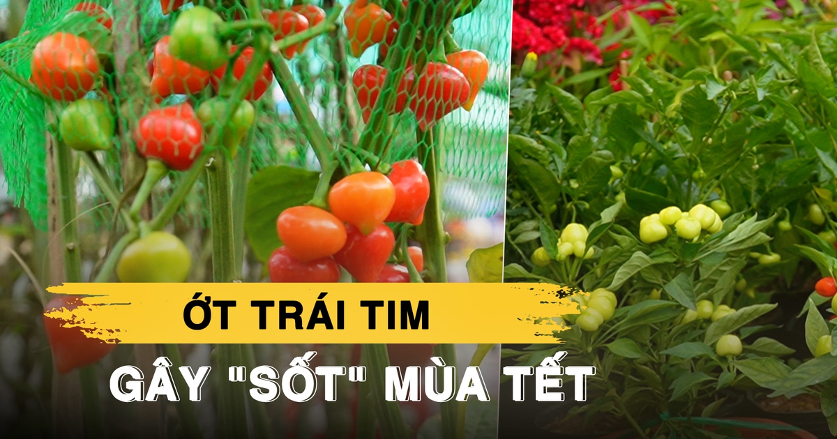 Ớt trái tim 'gây sốt' ở Bến Bình Đông: Giá mềm, kiểu dáng lạ cực hút khách