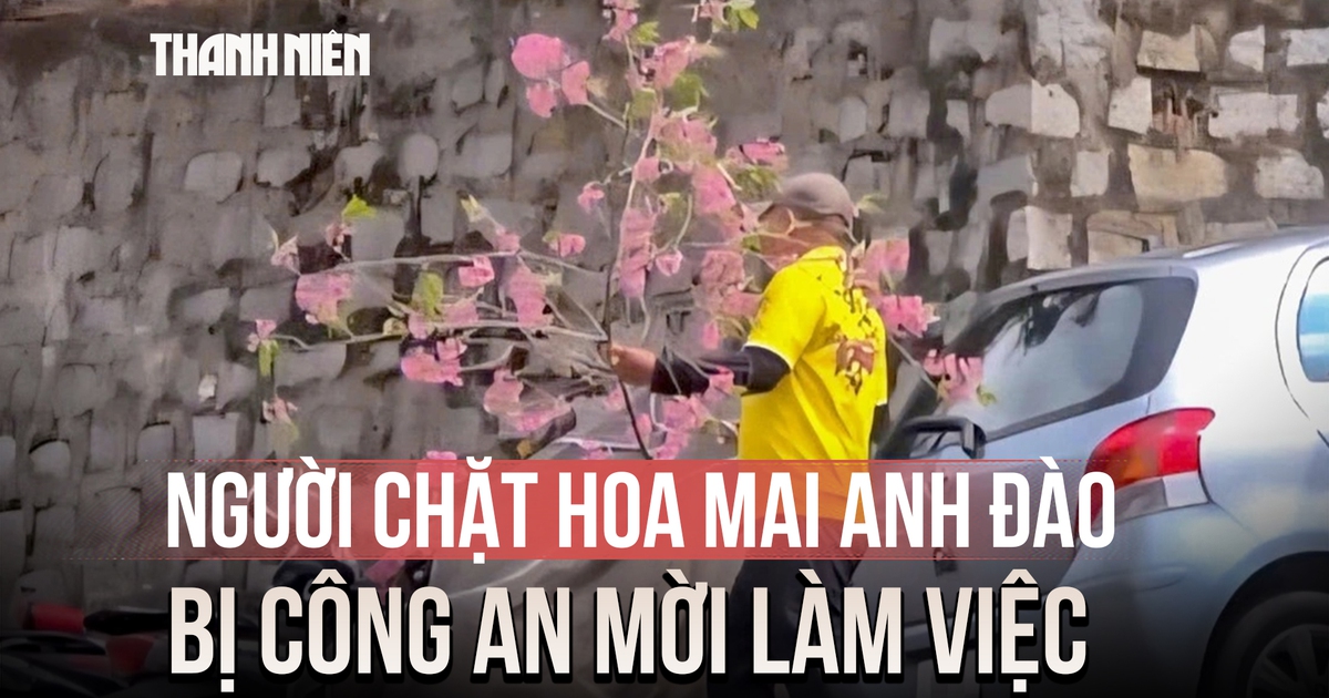 Thản nhiên chặt cành hoa mai anh đào ở Đà Lạt về chưng tết