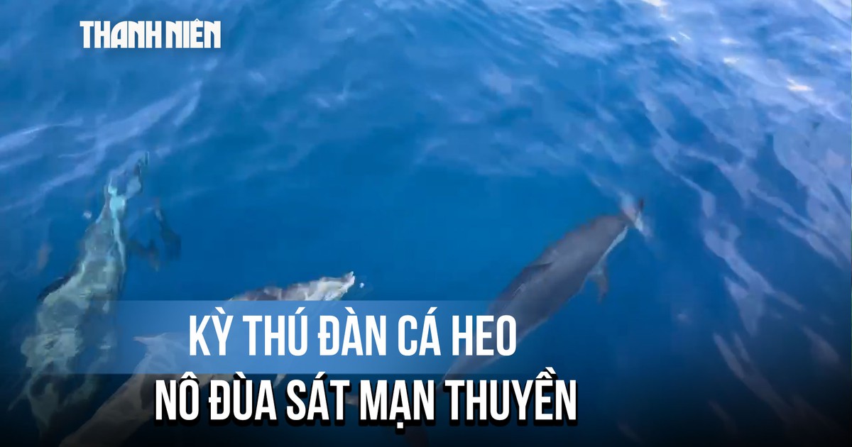 Kỳ thú đàn cá heo gần 100 con "hộ tống" tàu ngư dân Gia Lai vào bờ