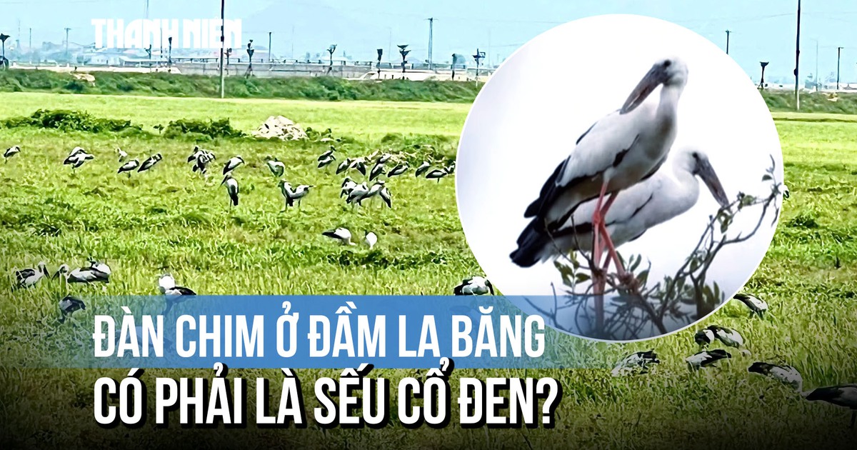 'Danh tính' đàn chim lạ xuất hiện ở Quảng Ngãi