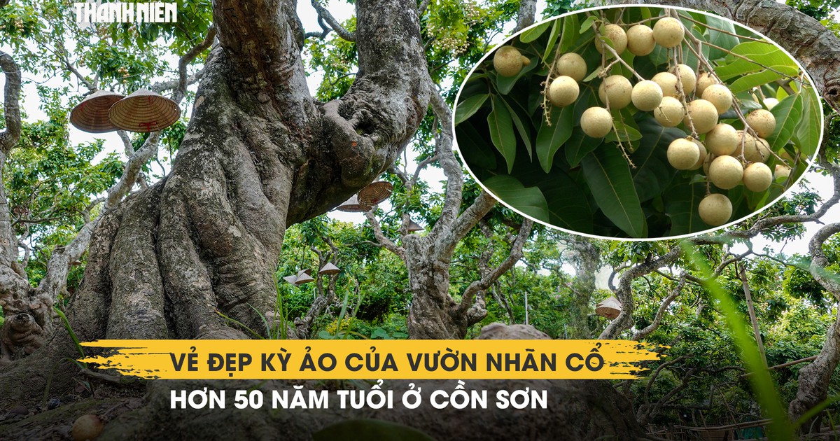 Vẻ đẹp kỳ ảo của vườn nhãn cổ hơn 50 năm tuổi ở Cồn Sơn