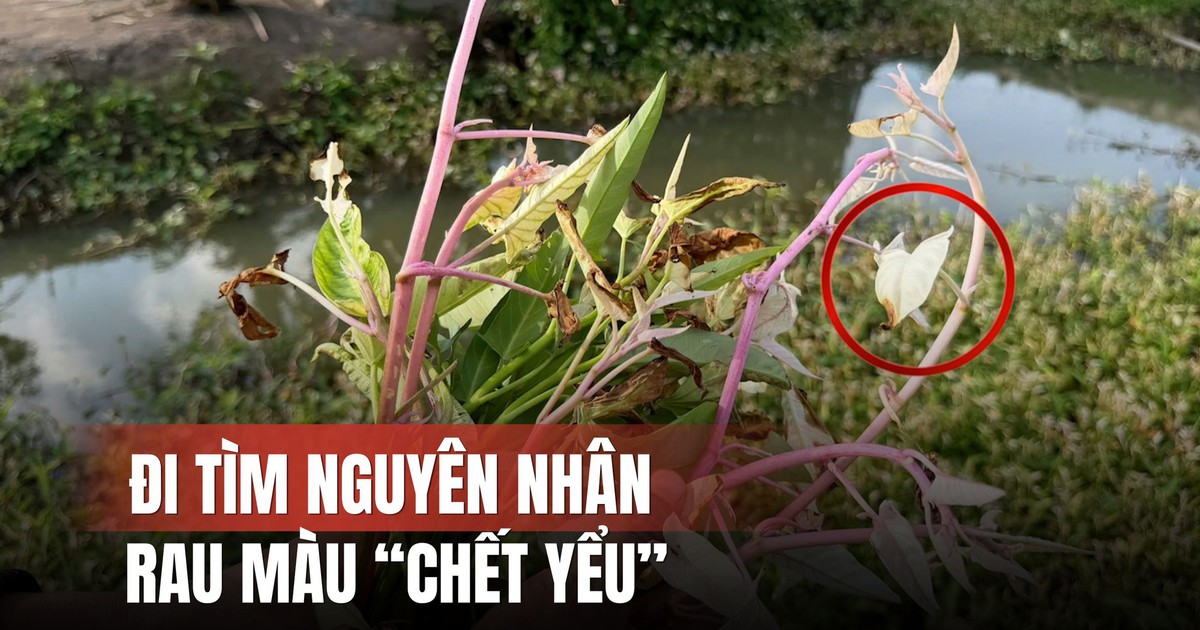 Đi tìm nguyên nhân rau màu 'chết' bất thường ở Đồng Tháp