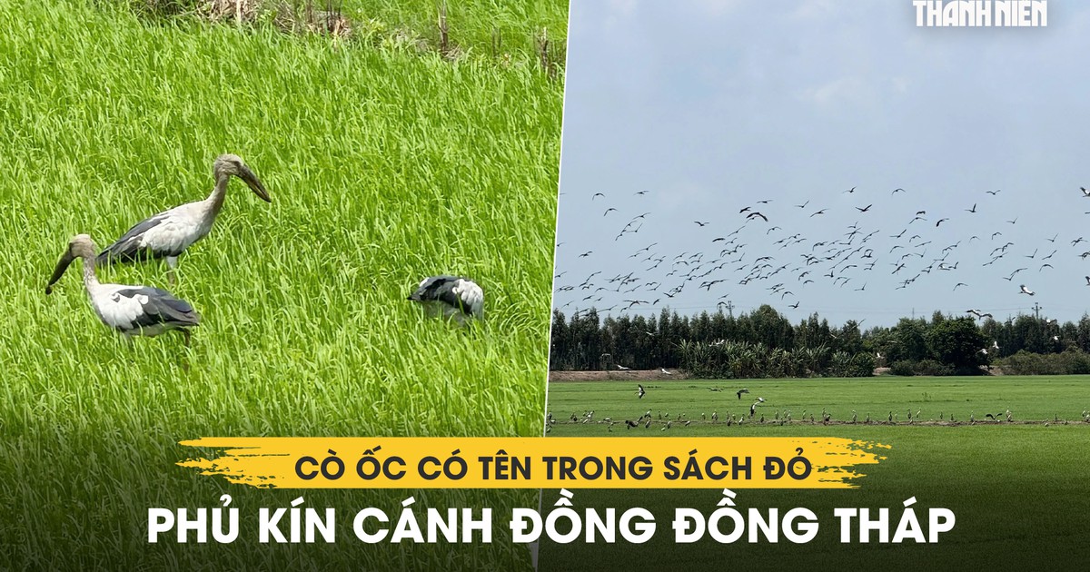 Xem hàng ngàn cò ốc có tên trong Sách đỏ phủ kín cánh đồng Đồng Tháp