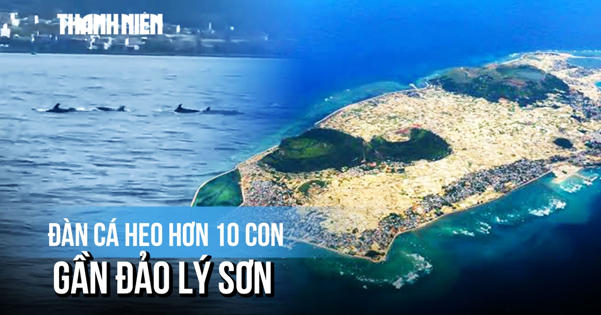 Thích thú khoảnh khắc đàn cá heo hơn 10 con xuất hiện gần đảo Lý Sơn