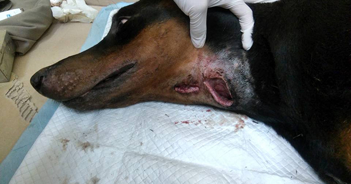 Chó Doberman bị đâm thủng cổ có dấu hiệu nhiễm trùng sau nhát dao chí mạng