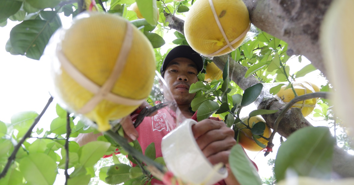 Những trái bưởi Diễn vàng óng giá hàng chục triệu/chậu chưng tết ở Sài Gòn