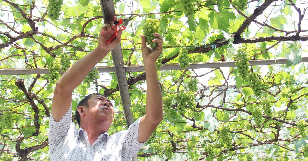 Hoa mắt với vườn nho trĩu quả của ông lão 'mới tập làm nông' giữa Sài Gòn