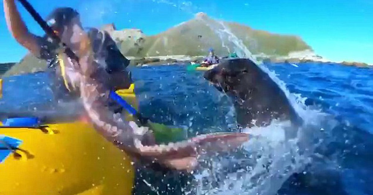 Hải cẩu ném bạch tuộc vào mặt người chèo kayak