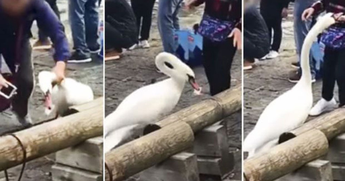 Du khách Trung Quốc nghi bóp cổ thiên nga để chụp ảnh ‘tự sướng’