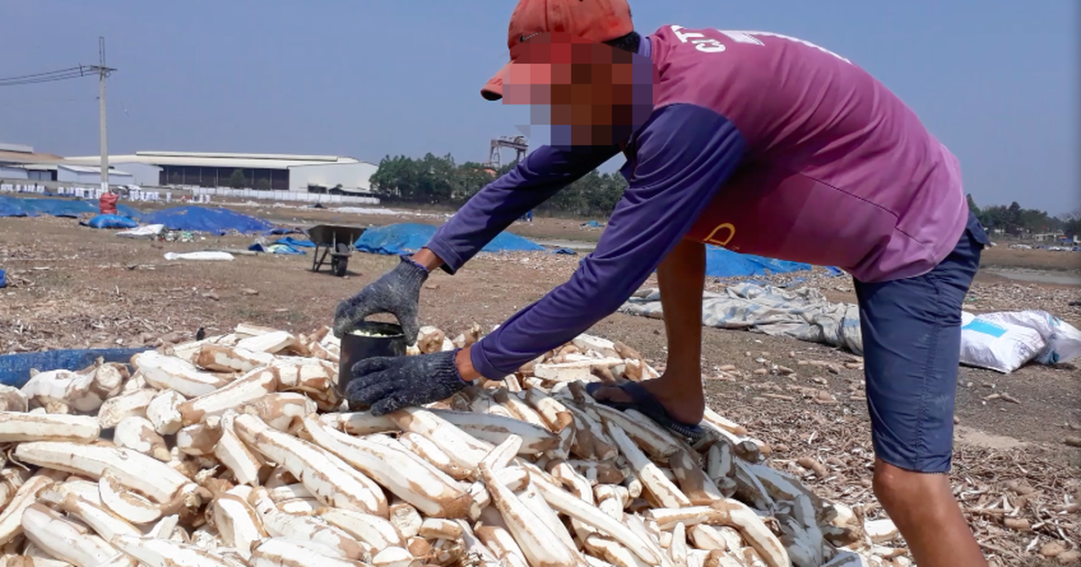 Ủ hóa chất “biến” khoai mì thành đông dược: Quản lý yếu hay cố tình làm ngơ?