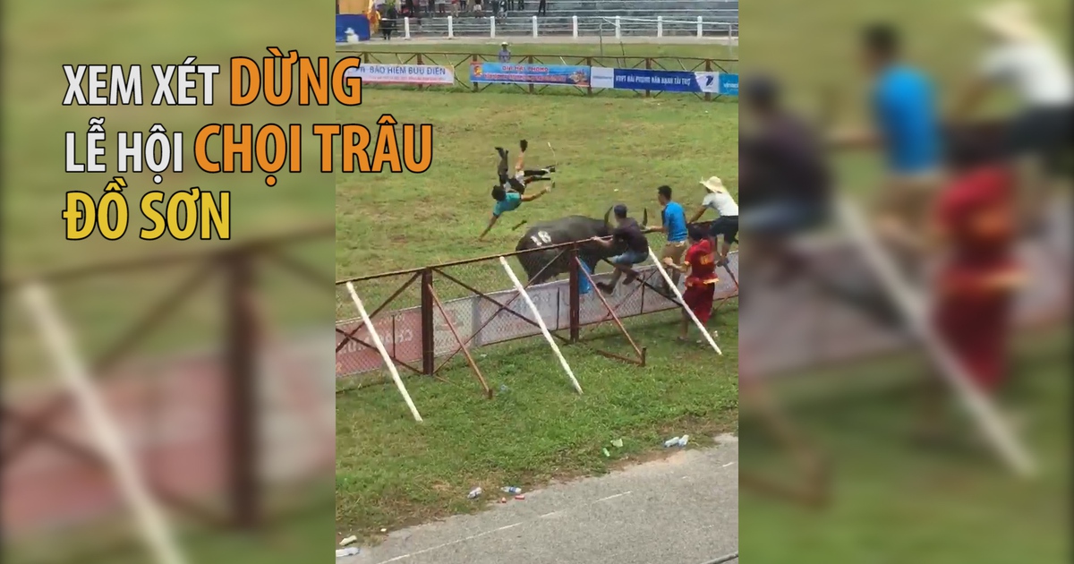 ​Trâu chọi húc chết chủ ở Đồ Sơn: Bộ VH–TT–DL sẽ có biện pháp mạnh