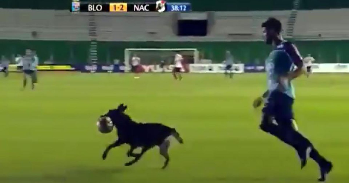 Cảnh khuyển 'đại náo' trận đấu ở giải VĐQG Bolivia