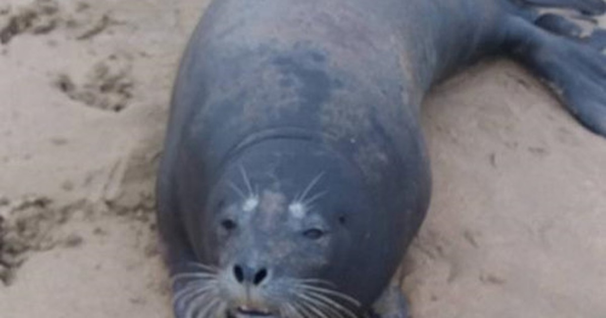 Cái chết của hải cẩu và sự thắng thế của cái ác!