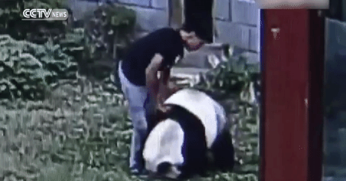 Gấu trúc hạ đo ván kẻ xâm nhập chơi ngông