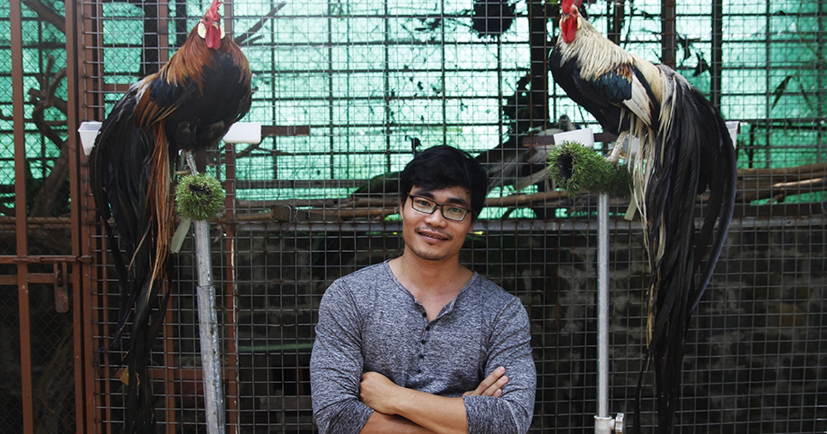 Chàng 8X thành tỉ phú nhờ đam mê gà 'độc', giá vài chục triệu/cặp