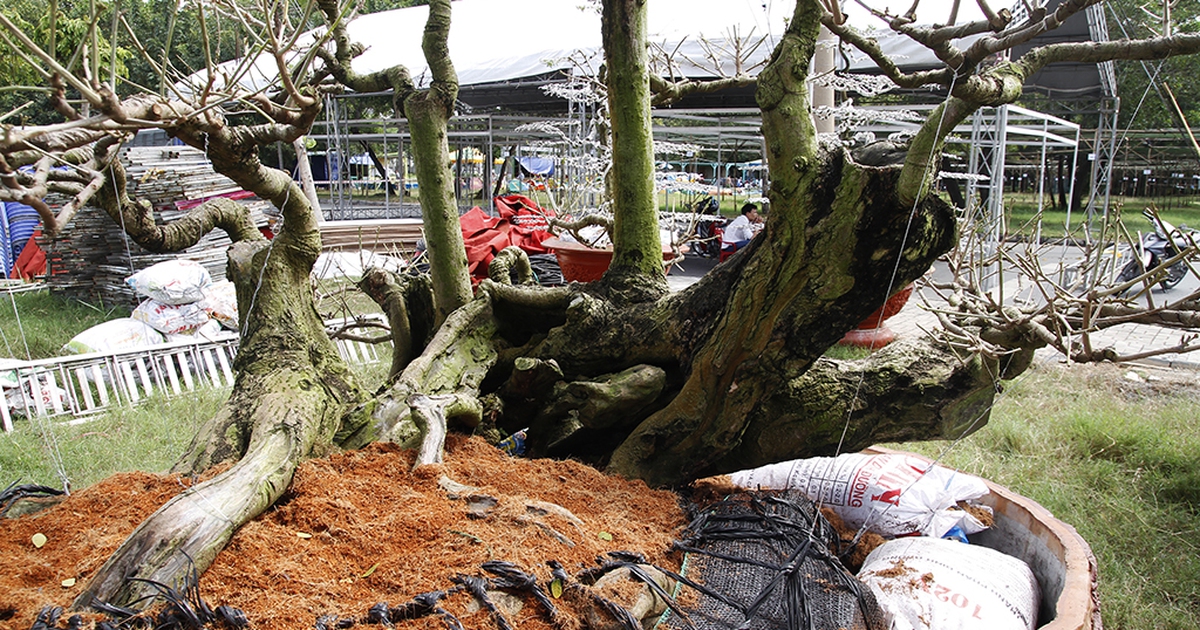 Cận cảnh những cây kiểng tiền tỉ hàng trăm năm ở phố 'nhà giàu' Sài Gòn