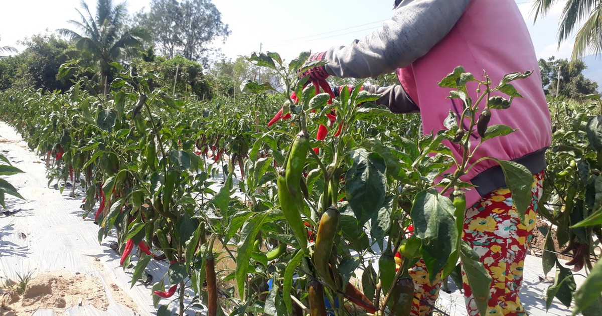 Ớt 'khủng' Hàn Quốc trên đất Ninh Thuận