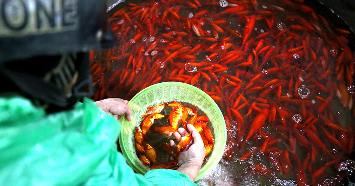 Chợ cá lớn nhất Hà Nội vào vụ tết ông Công, ông Táo