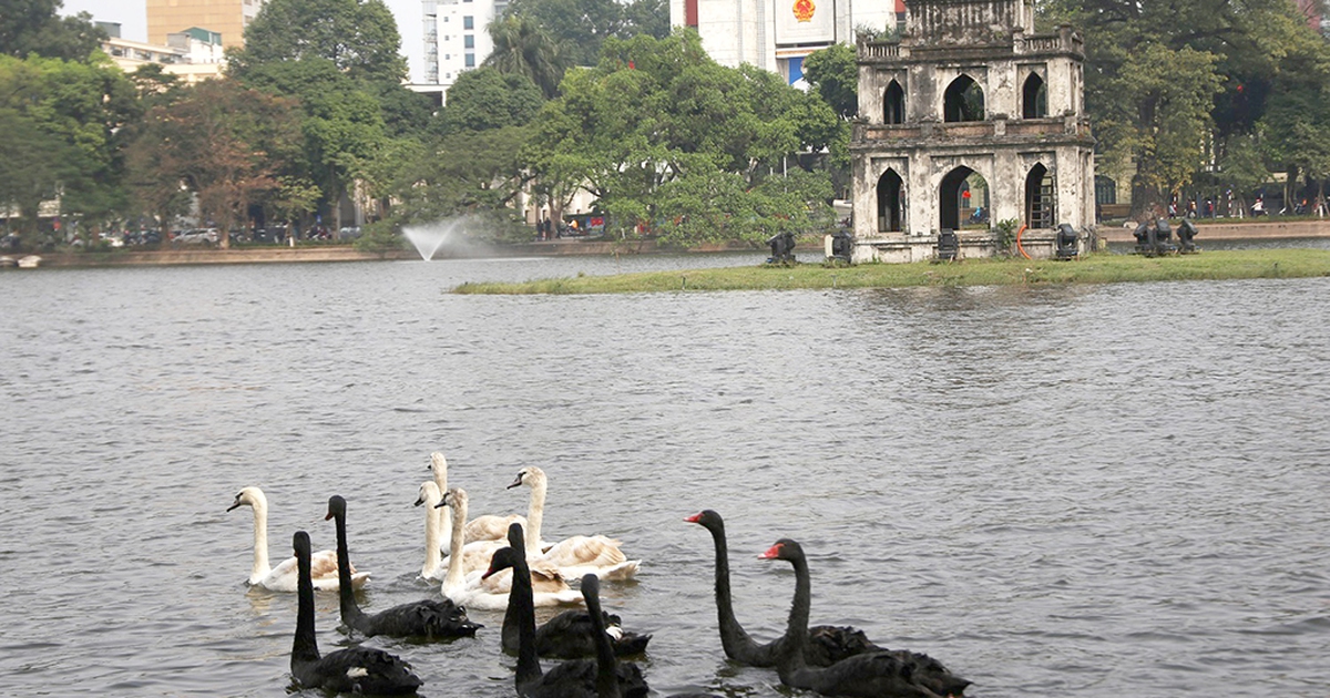 Cận cảnh bầy thiên nga bơi lội trên Hồ Gươm