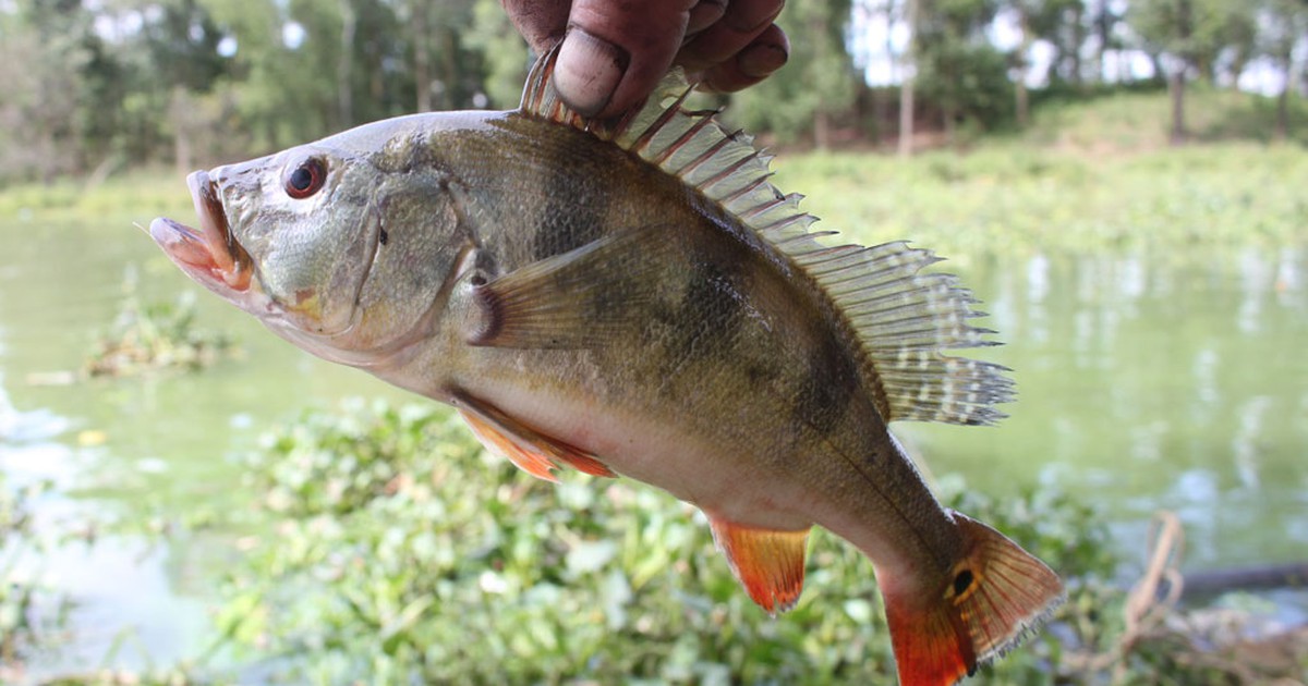 Câu cá hoàng đế ở hồ Trị An