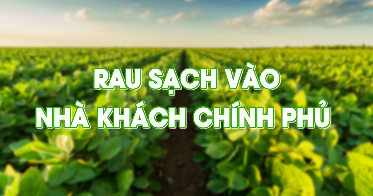 Cùng sống xanh số 4: Rau sạch vào Nhà khách Chính phủ