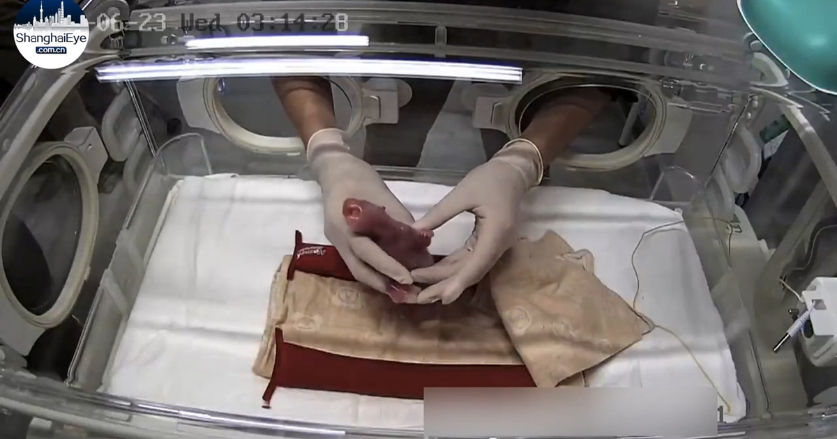 Gấu trúc sinh đôi đem lại niềm vui hiếm có cho vườn thú lâu năm nhất Nhật Bản