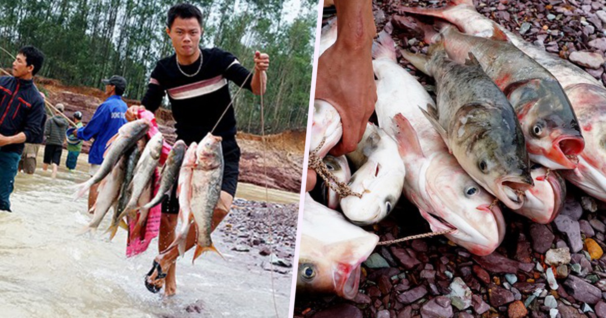 Săn cá “khủng” khi hồ Kẻ Gỗ xả lũ, kiếm bộn tiền mà chẳng cần mồi câu