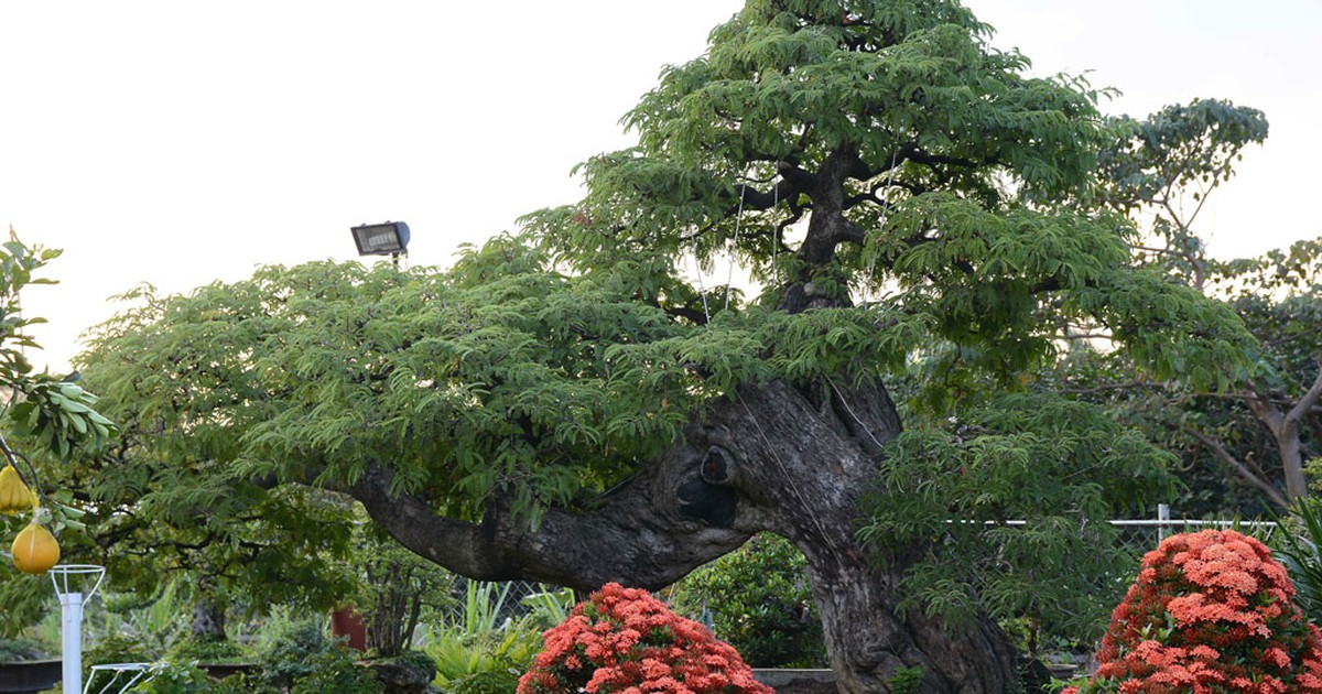 Cây me lão hơn một thế kỷ rao bán giá 'khủng' 3,5 tỉ chưng Tết